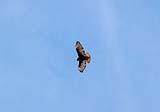 Hawk Bosque del Apache NM Dec 2018